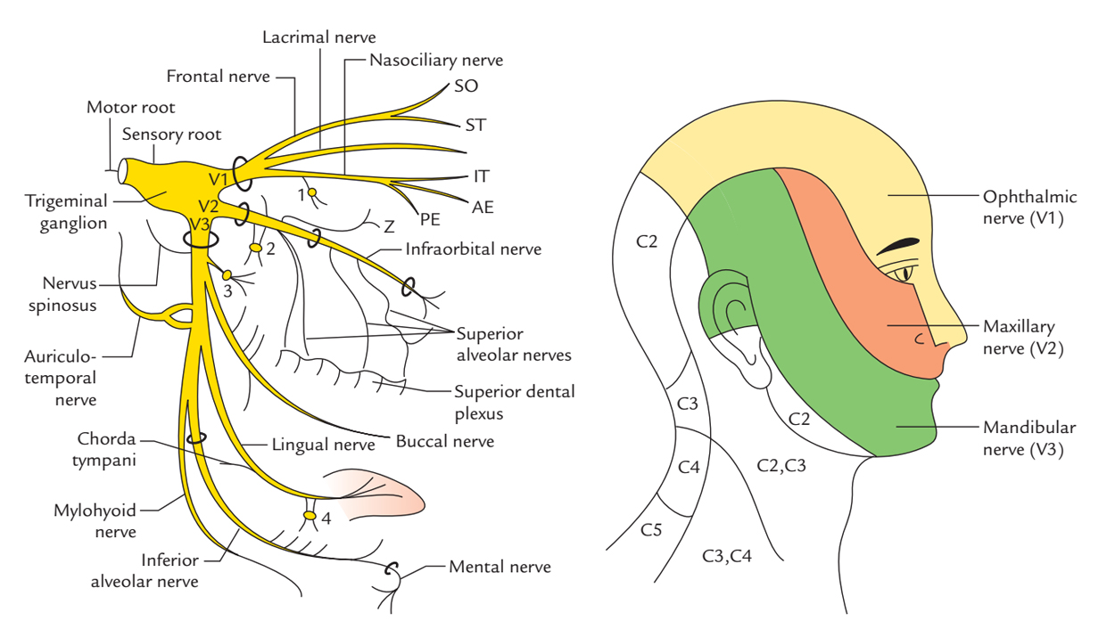 Trigeminal Nerve Diagram