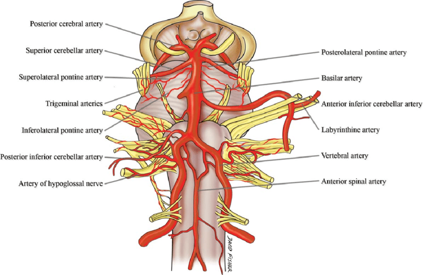 Basilar Artery and Brainstem