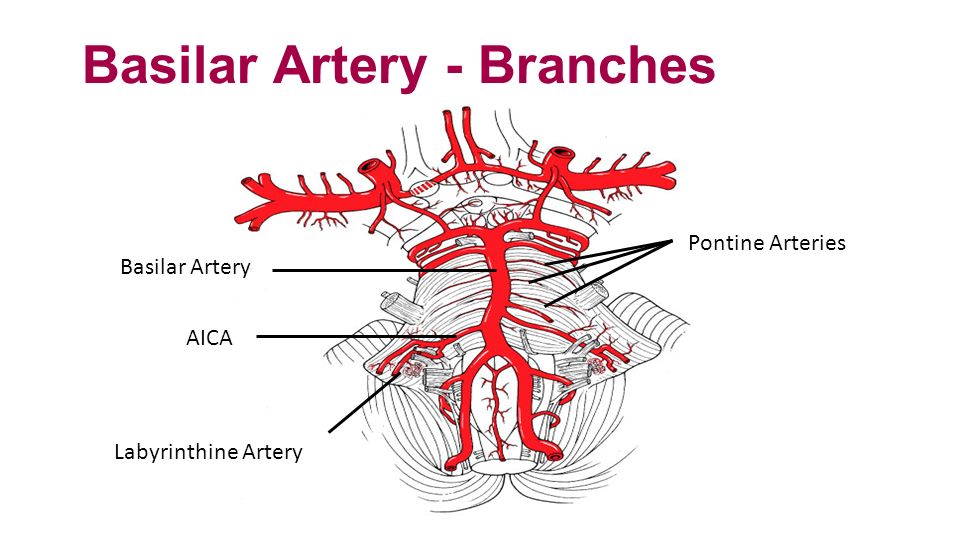 Basilar Artery Anatomy