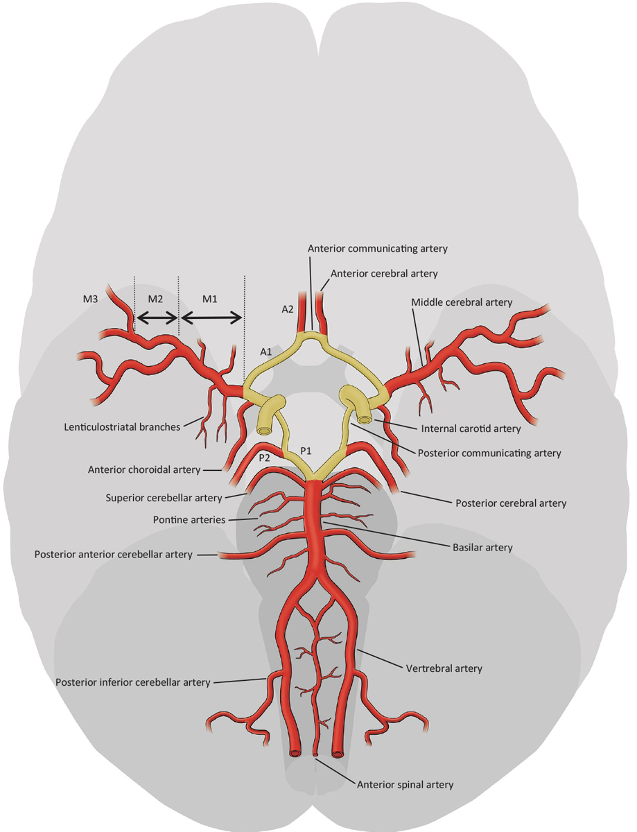 Blood supply diagram