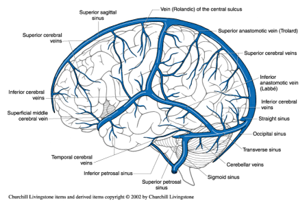 Venous Anatomy Image 1