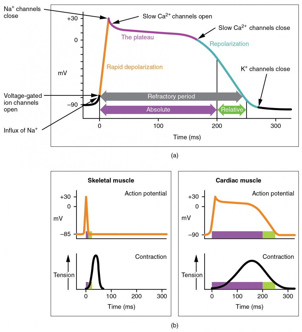 Cardiac Action Potential