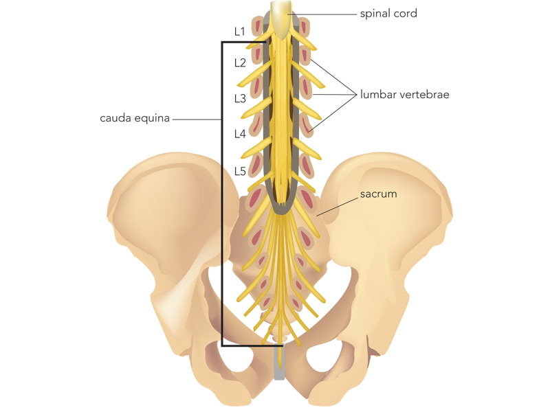 Cauda Equina Anatomy with Vertebrae