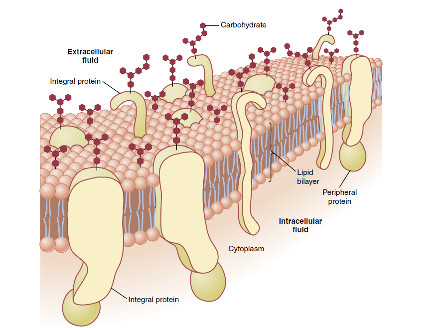 Cell Membrane Illustration