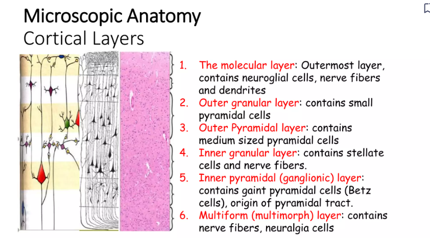 Diagram of Cerebral Neurons