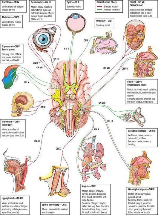 Cranial Nerves Diagram