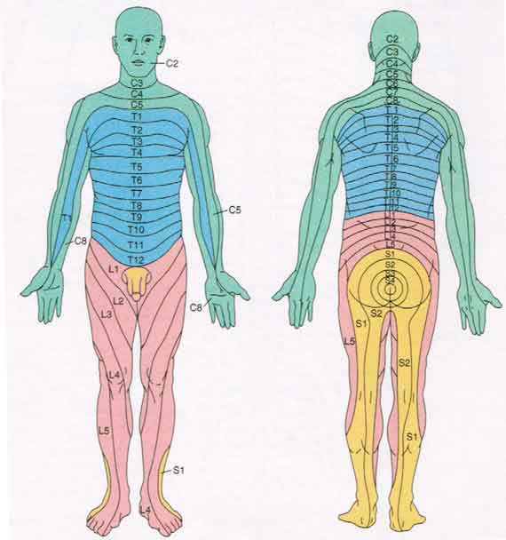 Dermatome map