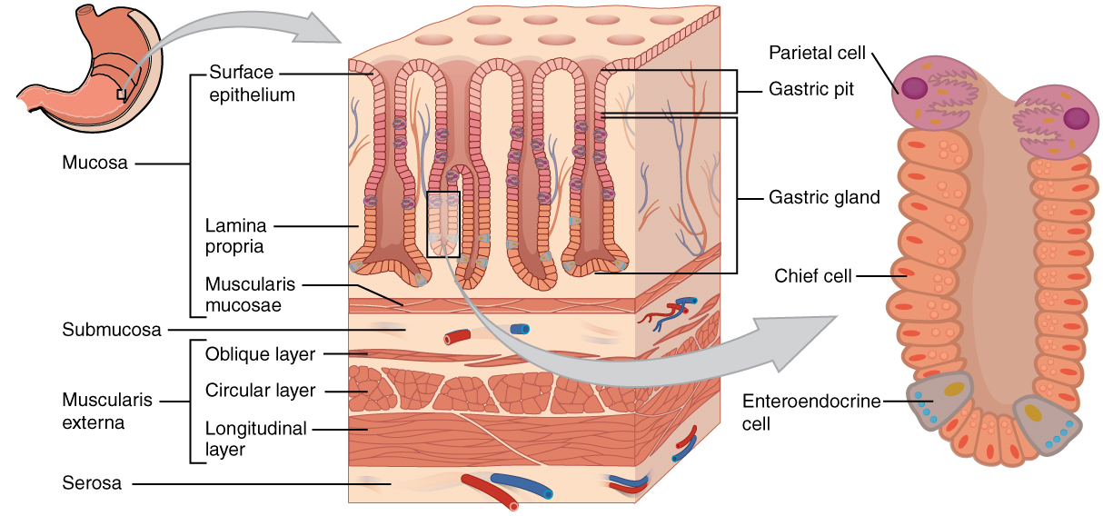 Gastric Physiology