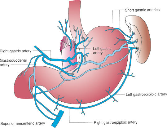 Gastric Blood Supply