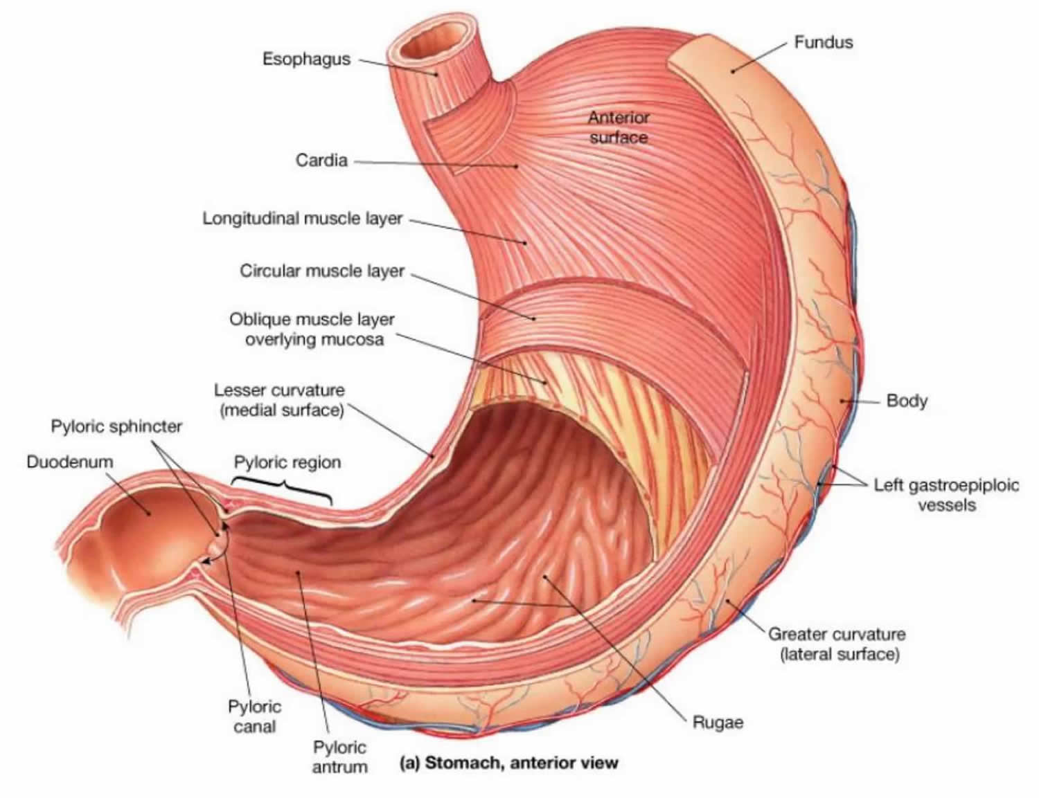 Gastric Anatomy