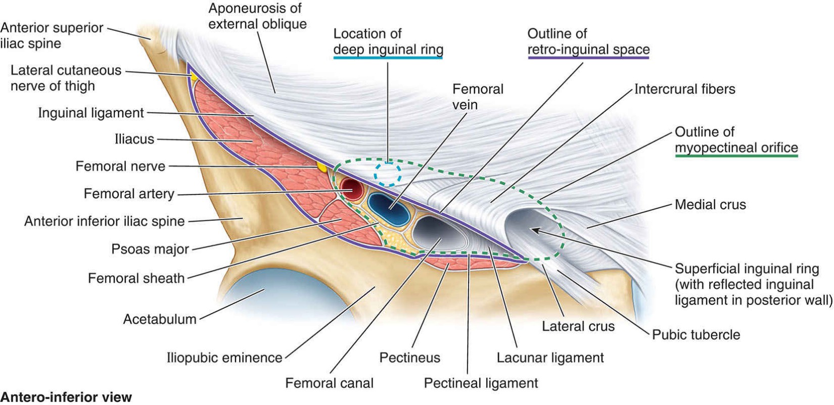 Inguinal anatomy