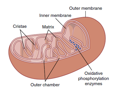 Mitochondria Illustration