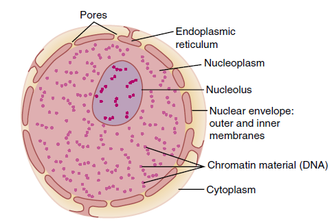 Human Cell Nucleus