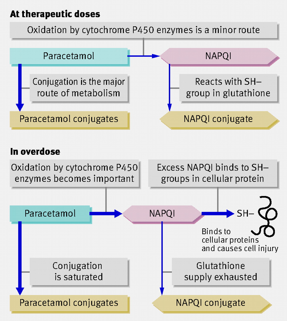 Paracetamol metabolism image