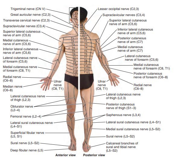 Peripheral Nerves Image