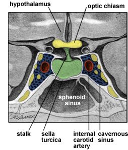 Pituitary anatomy