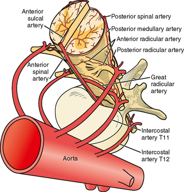 Spinal Cord Anatomy and Vascularization