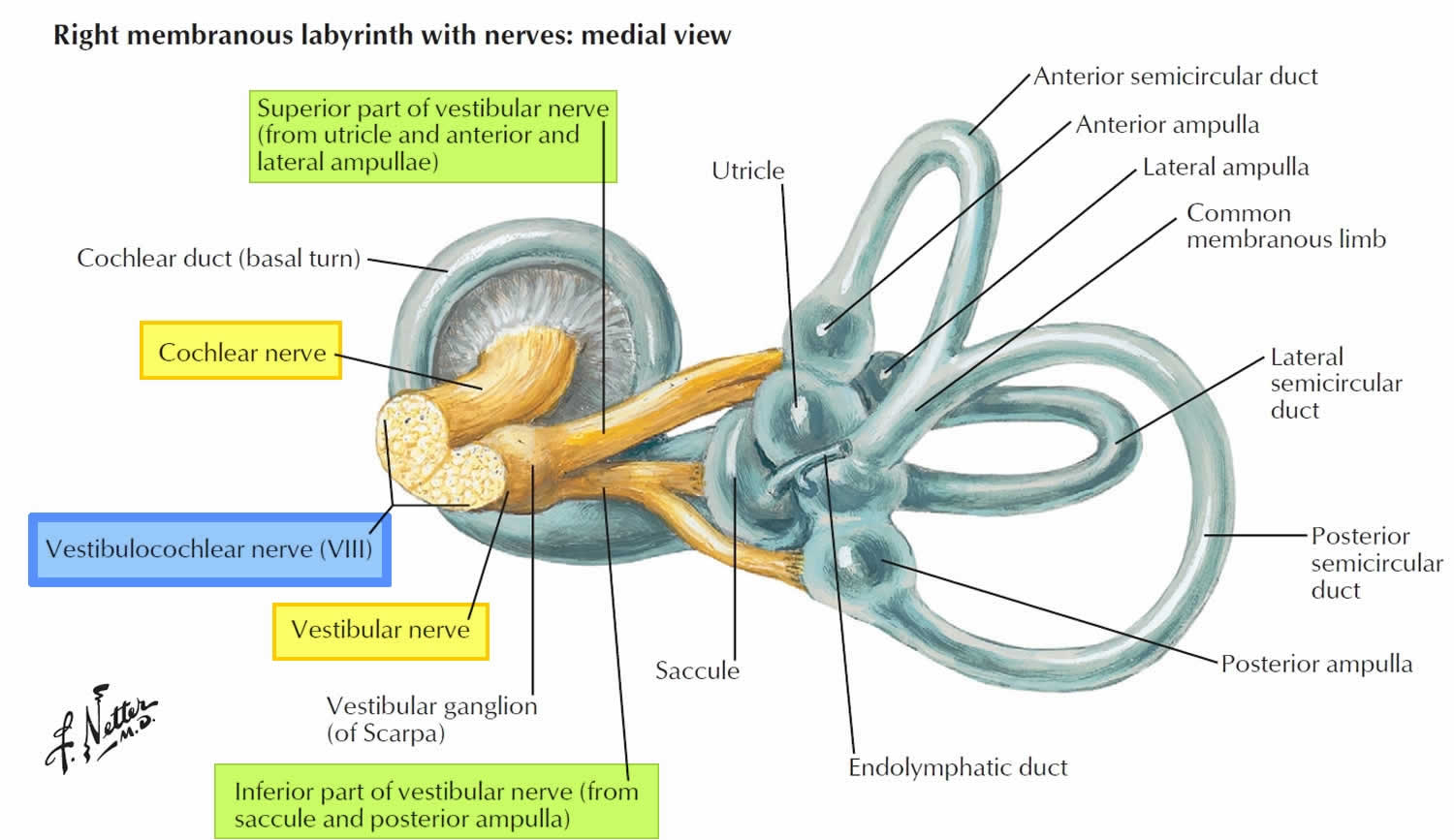 Diagram of the Semicircular Canals